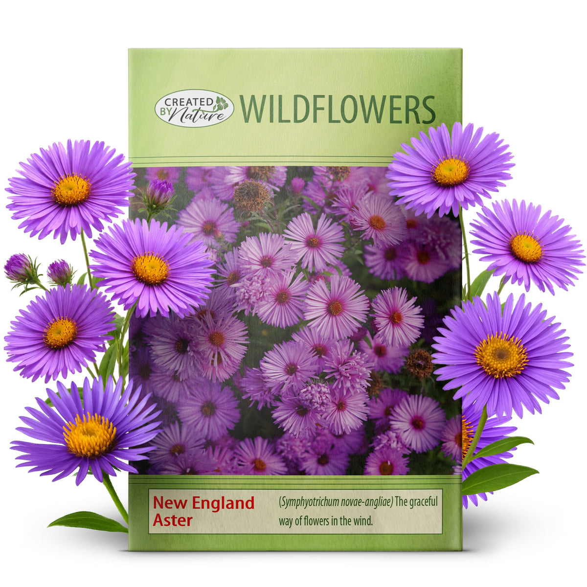 Created By Nature New England Aster seeds yield pink purple blooms for borders.