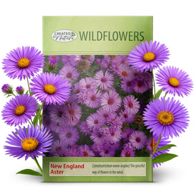Created By Nature New England Aster seeds yield pink purple blooms for borders.