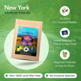 Created By Nature New York Wildflower Seed Mix blooming in sunny bed attracting pollinators