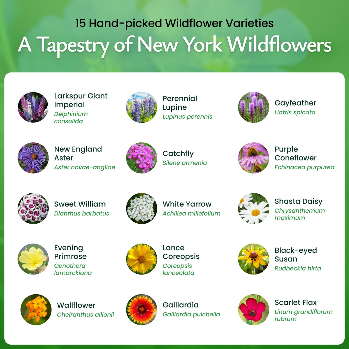 Created By Nature New York Wildflower Seed Mix in a sunlit garden scene for easy-care blooms