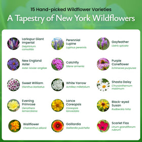 Created By Nature New York Wildflower Seed Mix in a sunlit garden scene for easy-care blooms