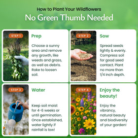 Created By Nature pollinator-friendly wildflowers drawing bees, butterflies, and hummingbirds.