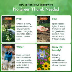 Created By Nature Utah Wildflower Seed Mix blooms in a sunny garden bed, adding color and life.