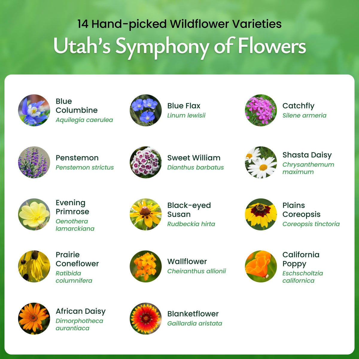 Created By Nature Utah Wildflower Seed Mix demonstrates germination in moist soil, ideal for beginners.