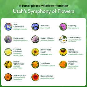 Created By Nature Utah Wildflower Seed Mix demonstrates germination in moist soil, ideal for beginners.