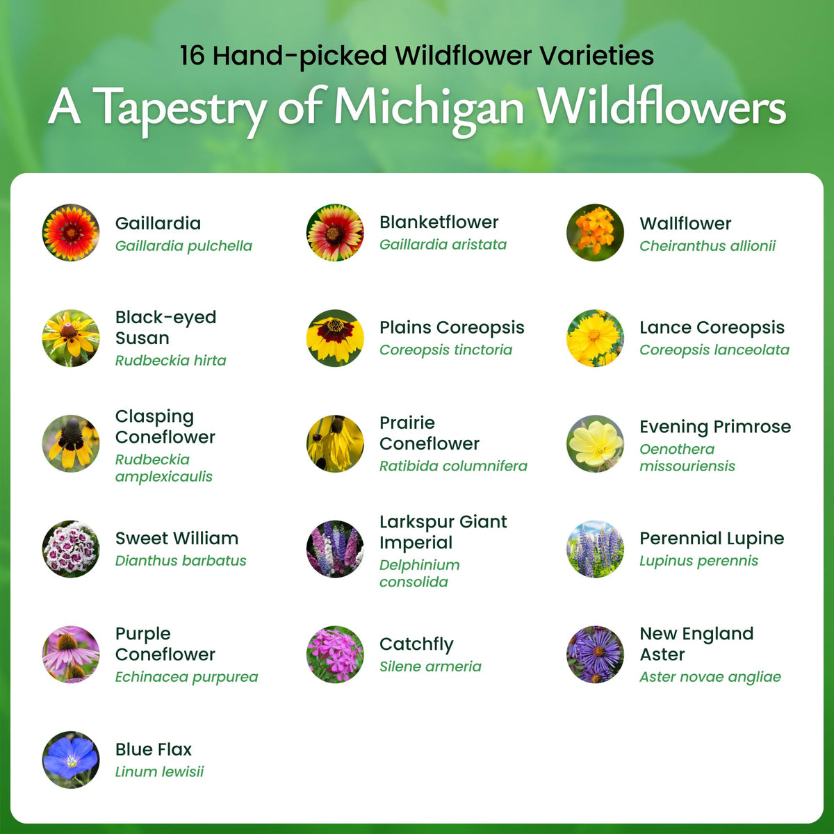 Created By Nature Michigan Wildflower Seed Mix going into soil highlights easy planting and germination.