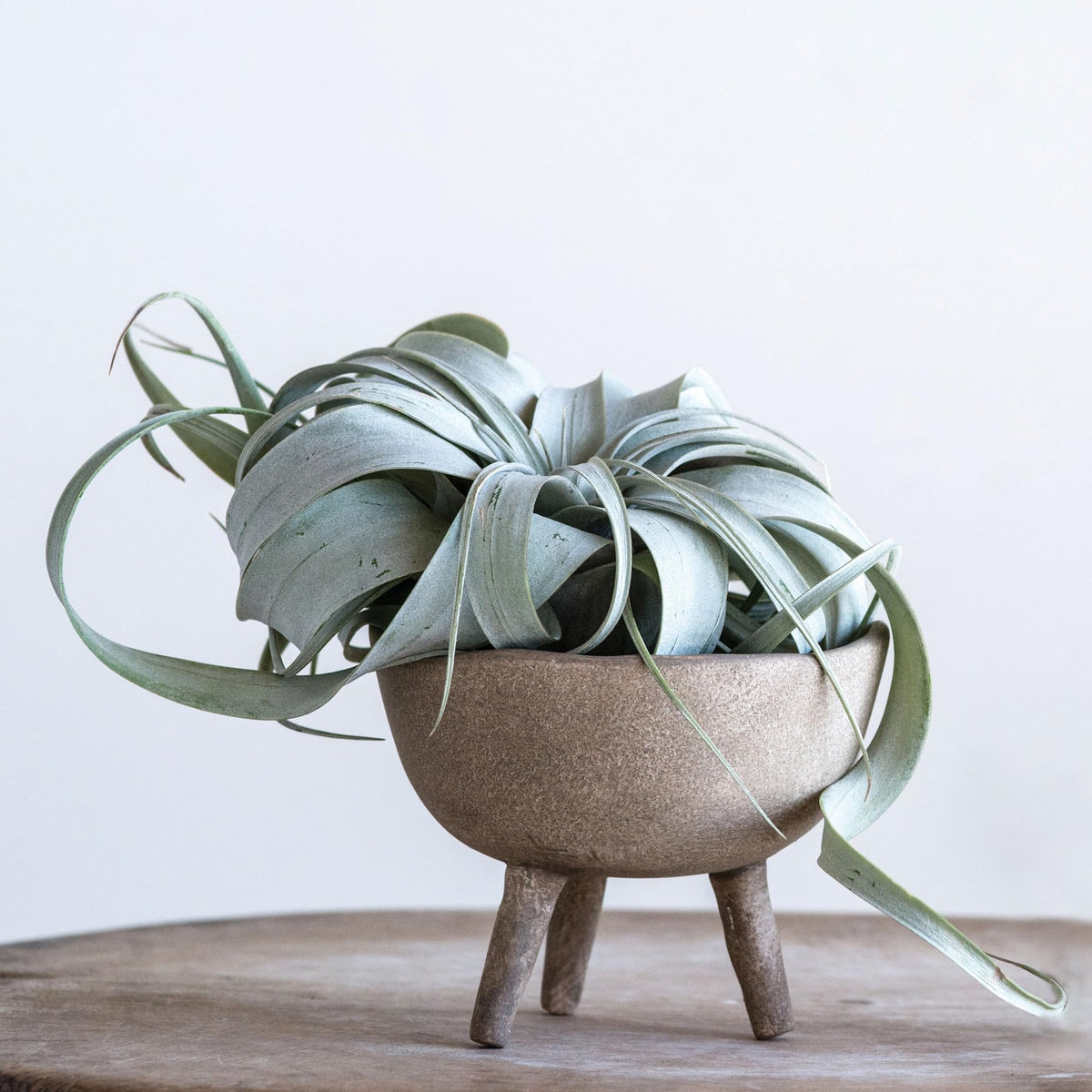 Creative Co-Op footed planter in matte taupe finish adds modern warmth to interiors.