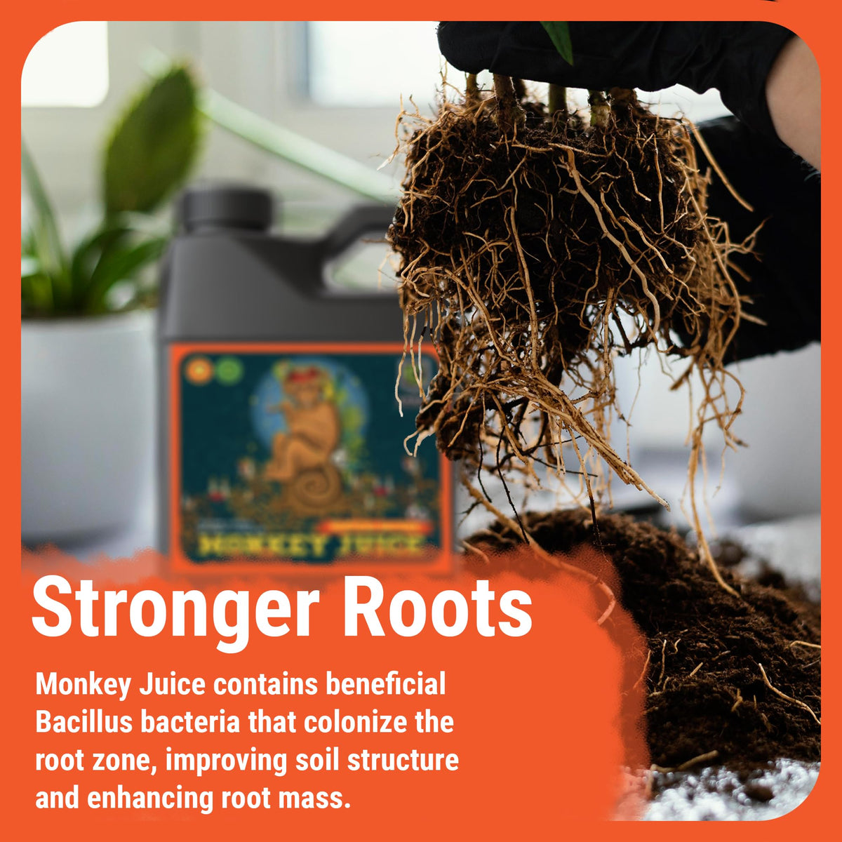 Cronk Nutrients Monkey Juice pouring action demonstrates easy weekly root inoculant use.
