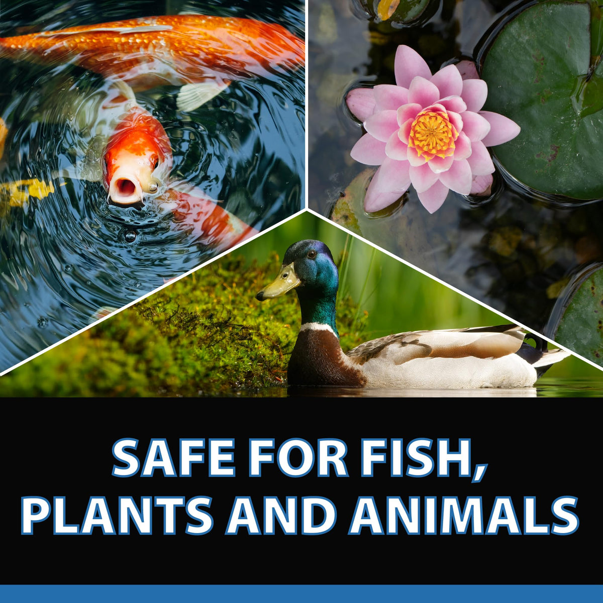 CrystalClear RapiClear result shows clearer pond water after treatment.