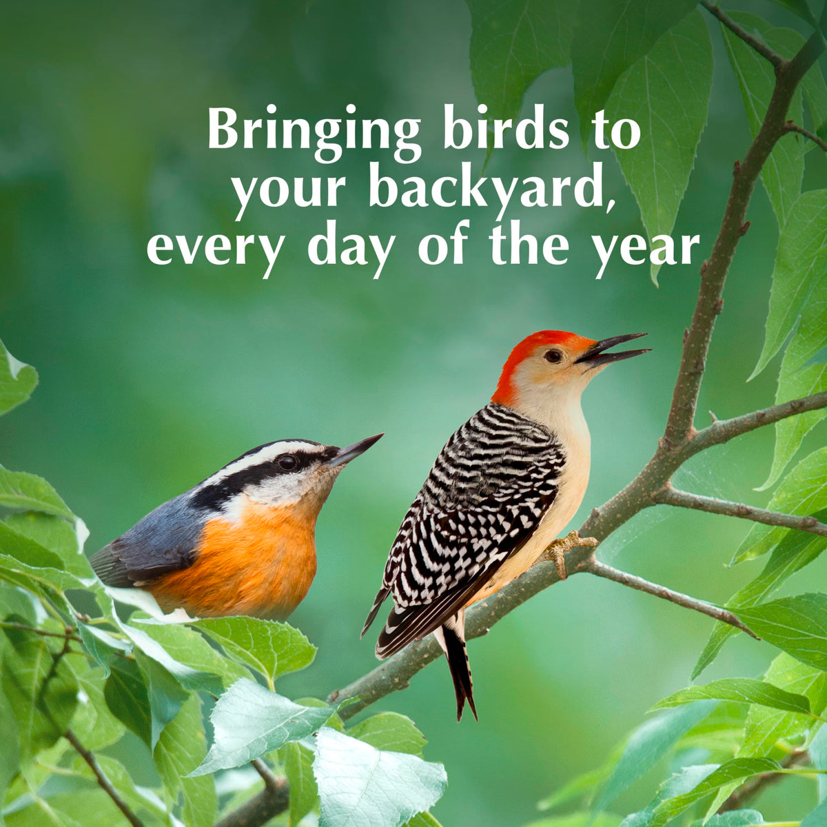 Minimal waste with compact suet cakes ideal for birds