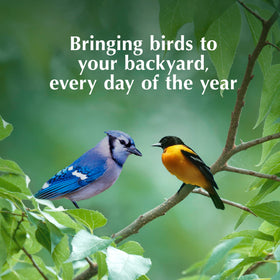 C&S Oriole Delight makes year-round feeding simple in hot summer months