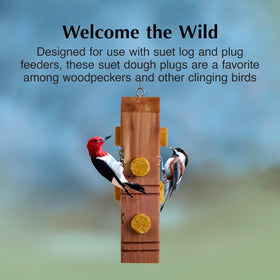 C&S Peanut Delight no melt plugs in feeder ready to attract birds