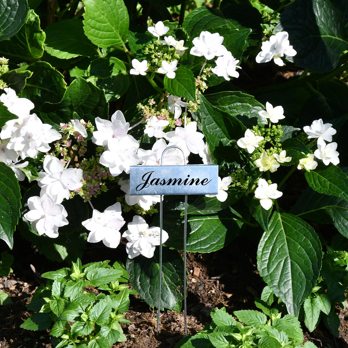 Cureder garden markers for seedlings, herbs, vegetables and flowers.
