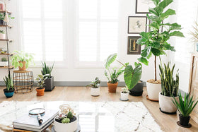 Curtis Wagner Plastics clear tray for plant pots complements any space