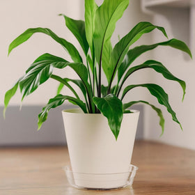 Curtis Wagner Plastics 5-pack provides practical value for multiple pots