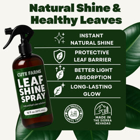 Leaf Shine Spray on leaves restores shine for indoor plants with ease.