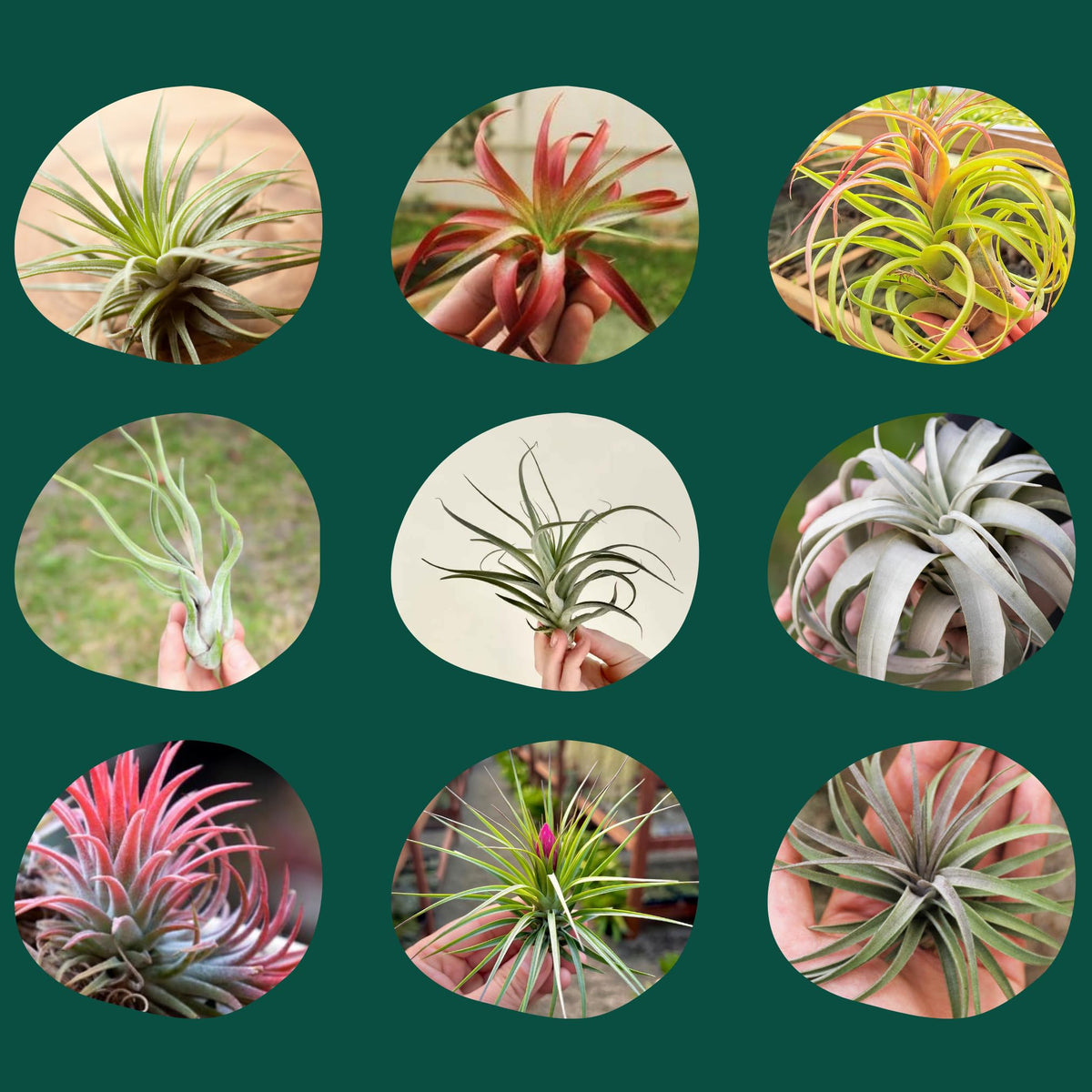 Cute Farms weekly nutrient formula supports Tillandsia growth and vitality.