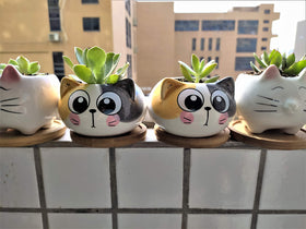 Cuteforyou succulent pot sized about 3-4 inches to fit small plants
