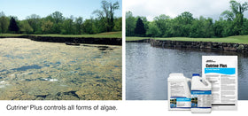 Cutrine-Plus granular algaecide being dosed and spread along dock areas for algae control.