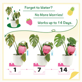 Cynevaris pineapple globe in planter for easy plant care