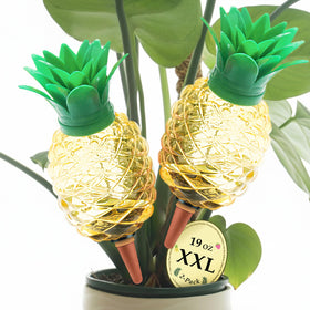 Cynevaris pineapple watering globe providing steady moisture to plant roots indoors