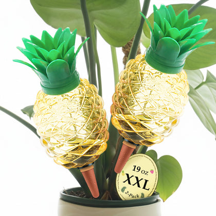 Cynevaris pineapple watering globe providing steady moisture to plant roots indoors