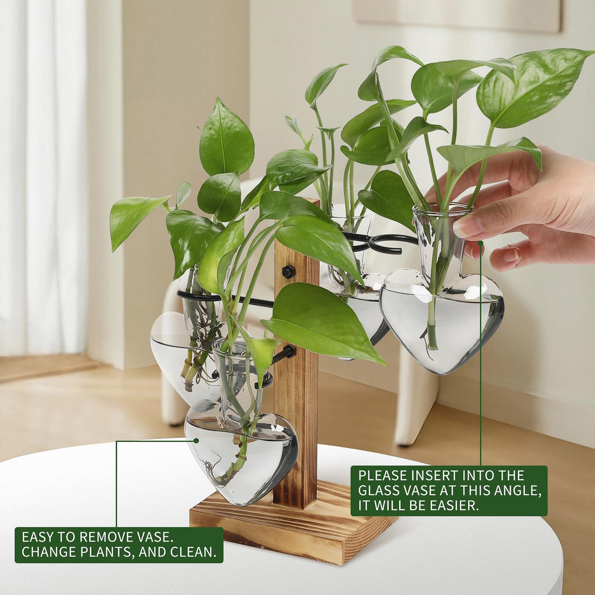 CYZglass glass vase for hydroponics offers clear root visibility