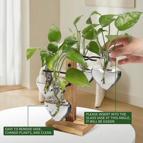CYZglass glass vase for hydroponics offers clear root visibility