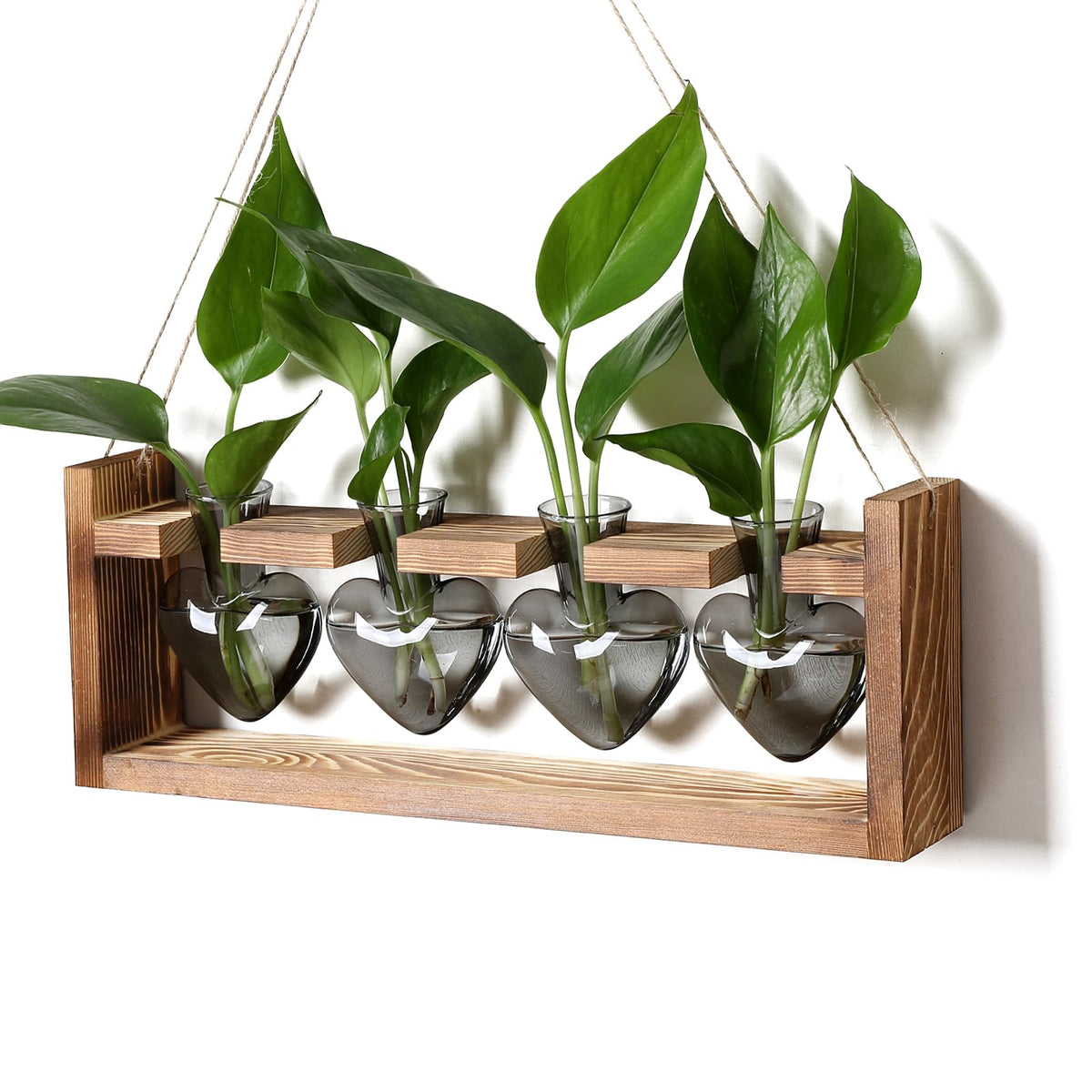 CYZglass heart propagation station on wooden stand enables clear growth observation.