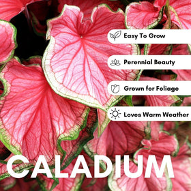 CZ Grain 2 Hearts A'Fire caladium bulbs displayed in containers.