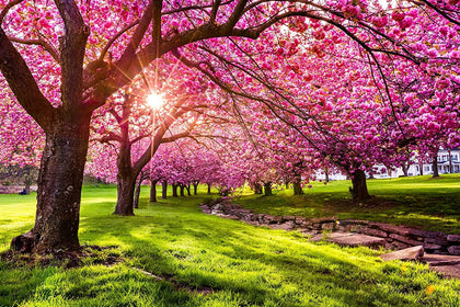 CZ Grain 25 Japanese flowering cherry seeds in packaging, ideal for easy home bonsai and spring blooms.