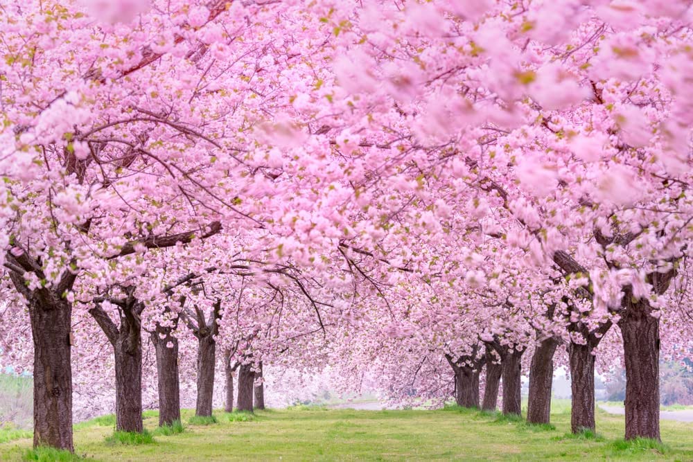 CZ Grain 25 Japanese flowering cherry seeds sprouting into pink blooms for a vibrant yard.