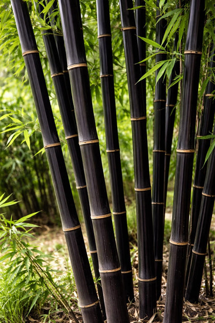 CZ Grain 420 Black Bamboo seeds ready to plant for rapid privacy screening