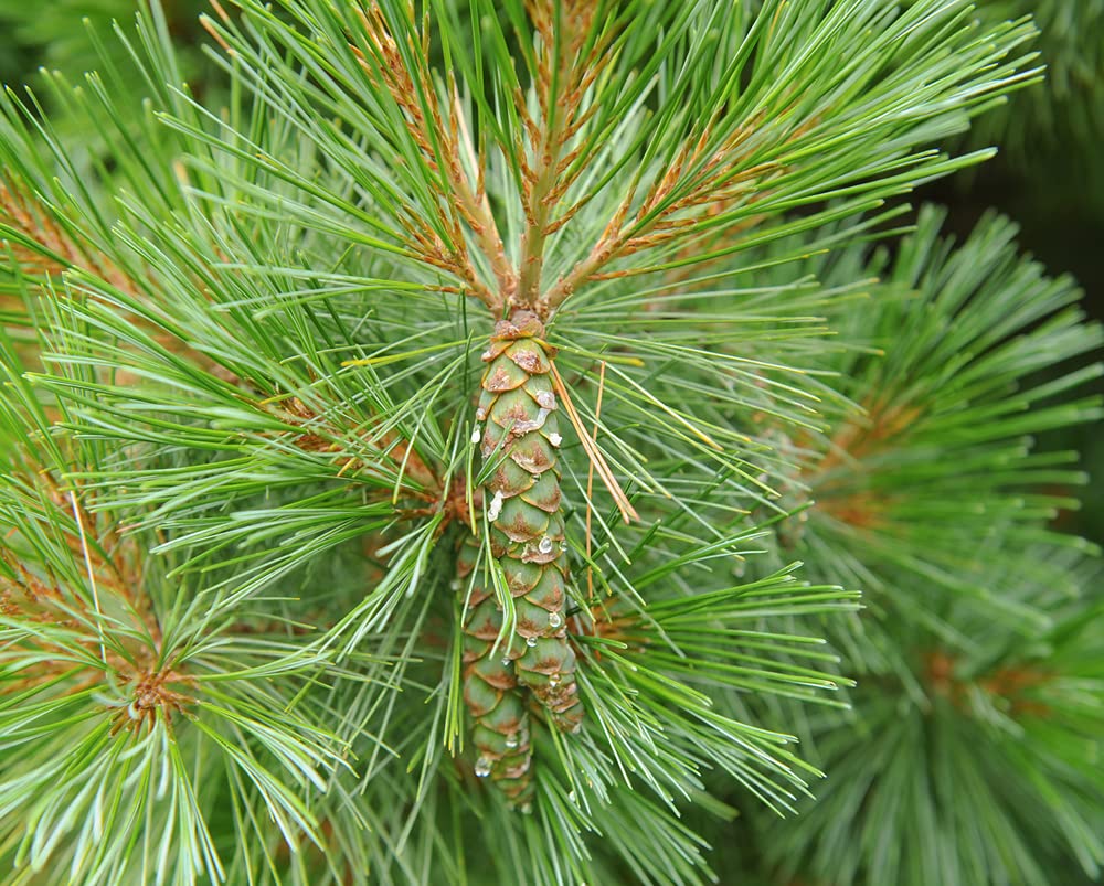 CZ Grain 50 white pine tree seeds close-up showing seed coat and natural color for reforestation.