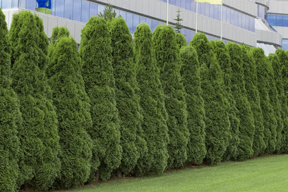CZ Grain American Arborvitae seeds pack-shot for privacy screen planting.