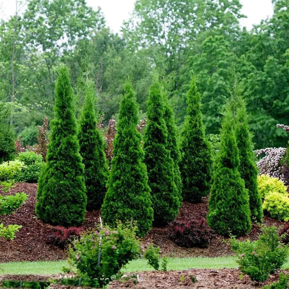 CZ Grain American Arborvitae seeds packaging back with growing instructions for easy setup.