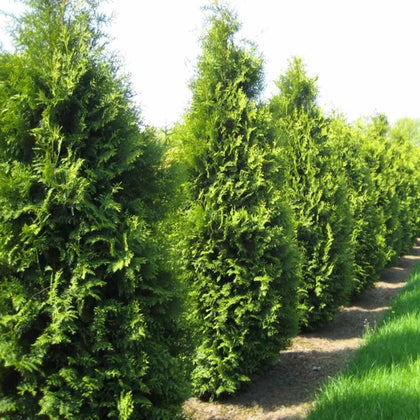 CZ Grain American Arborvitae seeds packet front showing germination potential for home gardens.