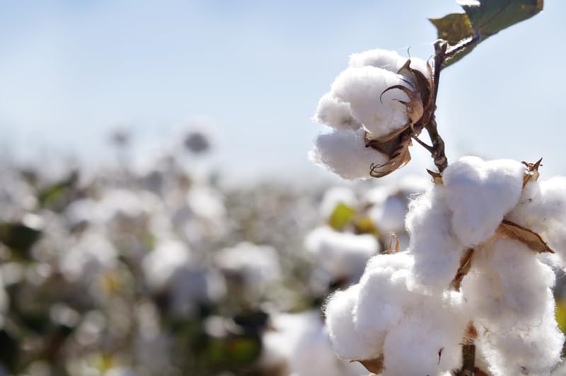 CZ Grain American Cotton seeds for planting with strong germination potential for home gardens