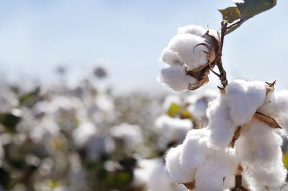 CZ Grain American Cotton seeds for planting with strong germination potential for home gardens