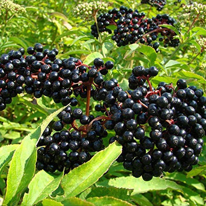 CZ Grain American Elderberry Seeds 50-pack for home planting