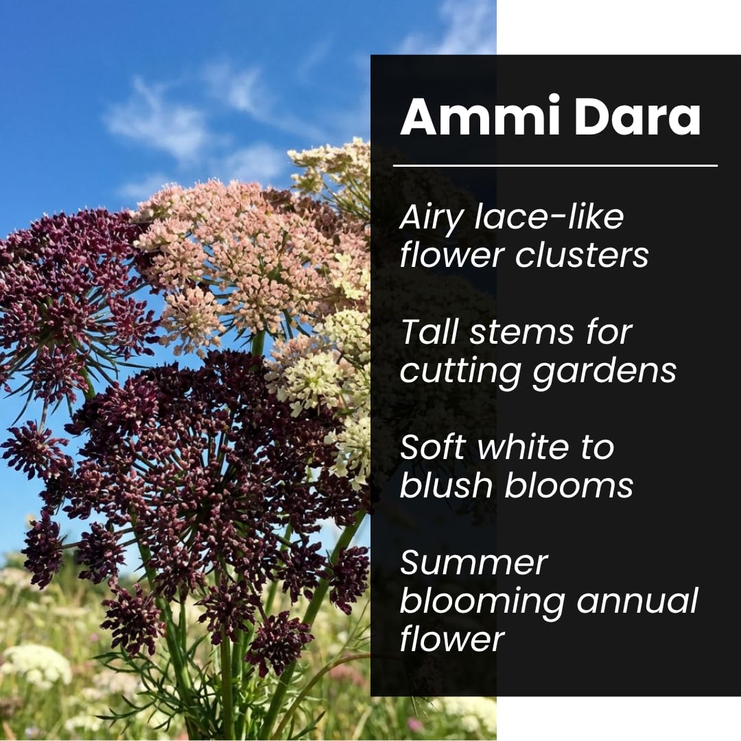 CZ Grain Ammi Dara tall stems ideal for cutting gardens and vases.