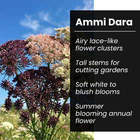 CZ Grain Ammi Dara tall stems ideal for cutting gardens and vases.