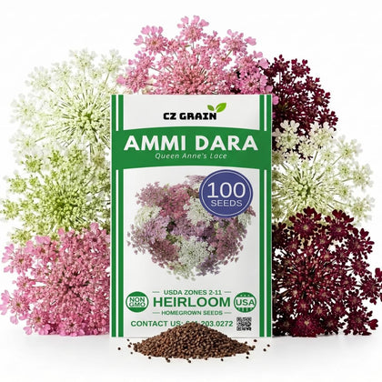 CZ Grain Ammi Dara umbels close-up, airy lace blooms for elegant bouquets.