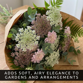 CZ Grain Ammi Dara white blush bloom close-up for airy floral displays.