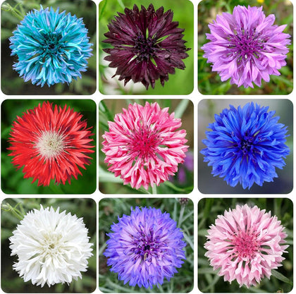 CZ Grain Bachelor Button seeds pack ready for spring planting and quick germination.