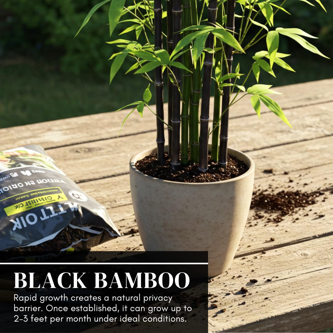 CZ Grain bamboo used for borders and ornamental yards with striking dark stems