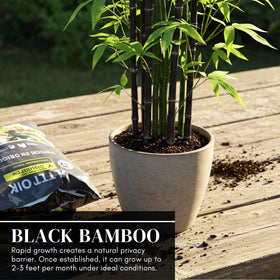 CZ Grain bamboo used for borders and ornamental yards with striking dark stems