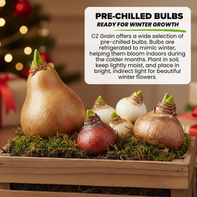 CZ Grain easy-care indoor bulbs thrive in bright indirect light.