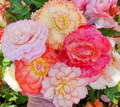 CZ Grain Begonia Samba bulbs ready to plant, brighten shaded patios.