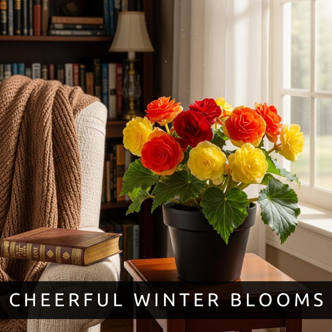 CZ Grain Begonia on windowsill adds cheerful, low-maintenance decor.